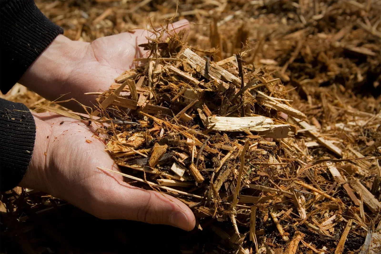 Hands cupping a pile of brown wood chips; close-up shot.