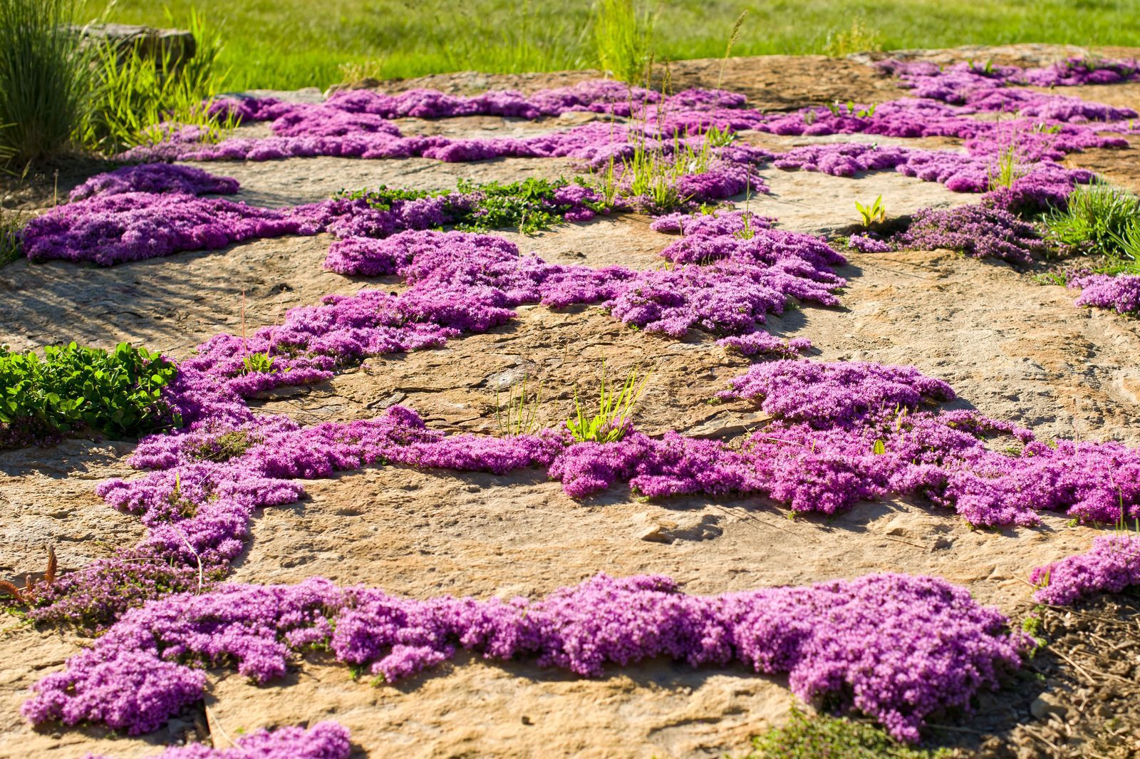 Purple creeping phlox blooming in a tan-colored garden bed.