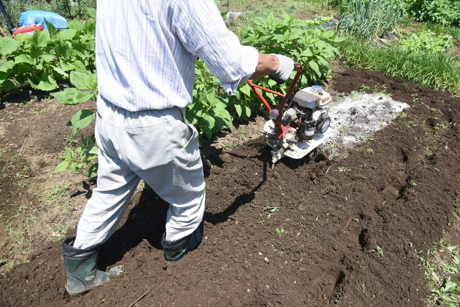 Person tilling soil in a garden with a small motorized tiller.