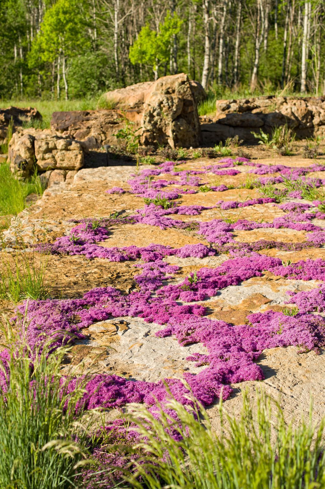 Pink flowering ground cover on a rocky hillside with a forest backdrop.