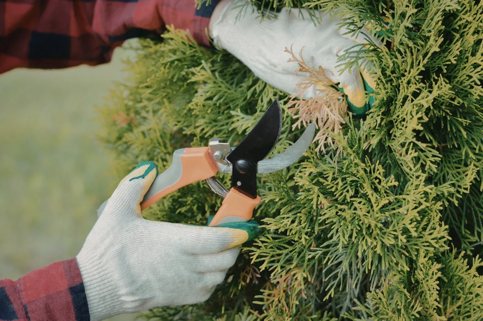 Person pruning a green bush with orange handled shears, wearing white gloves.