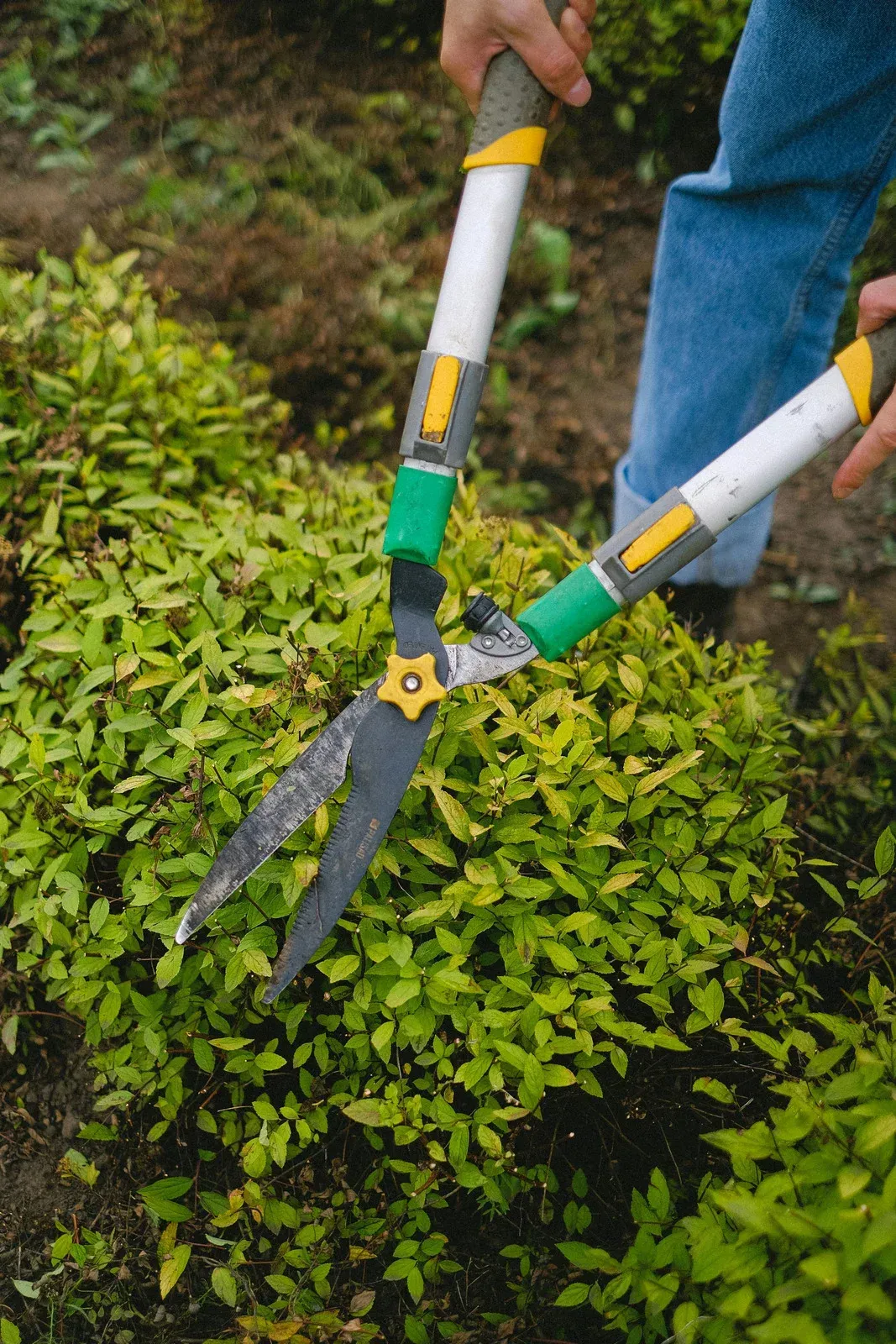 Person using long-handled shears to trim a green bush in an outdoor setting.