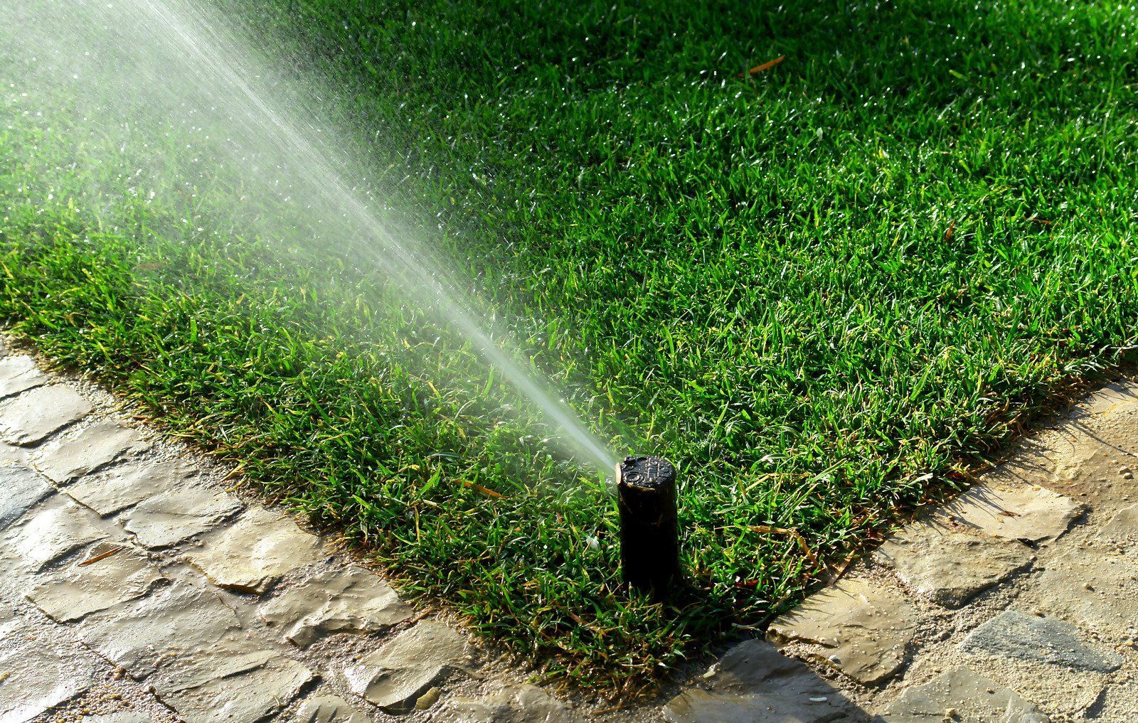 Sprinkler spraying water on green grass next to a stone walkway.