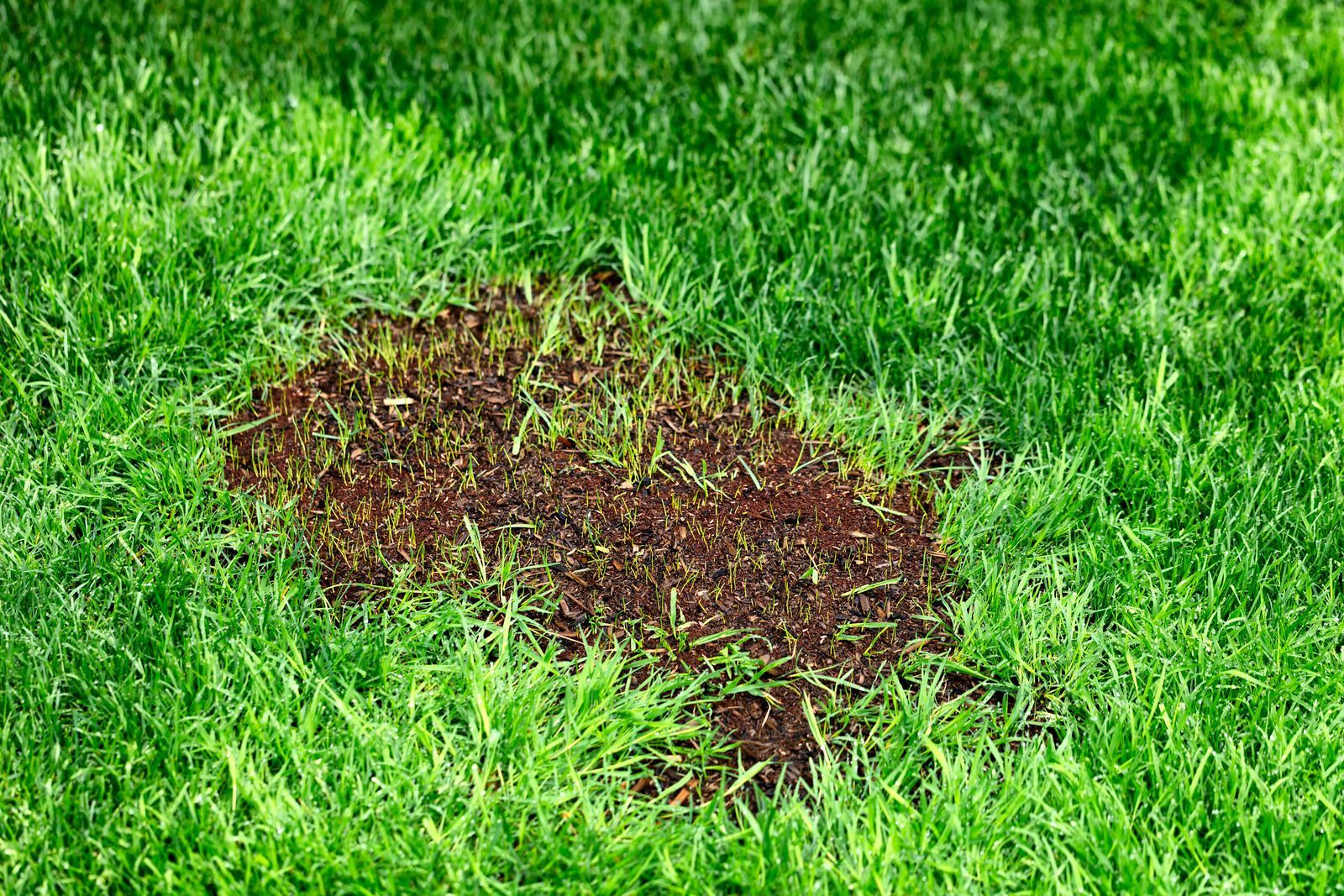 Patch of dark brown, dead grass surrounded by healthy green grass in a lawn.