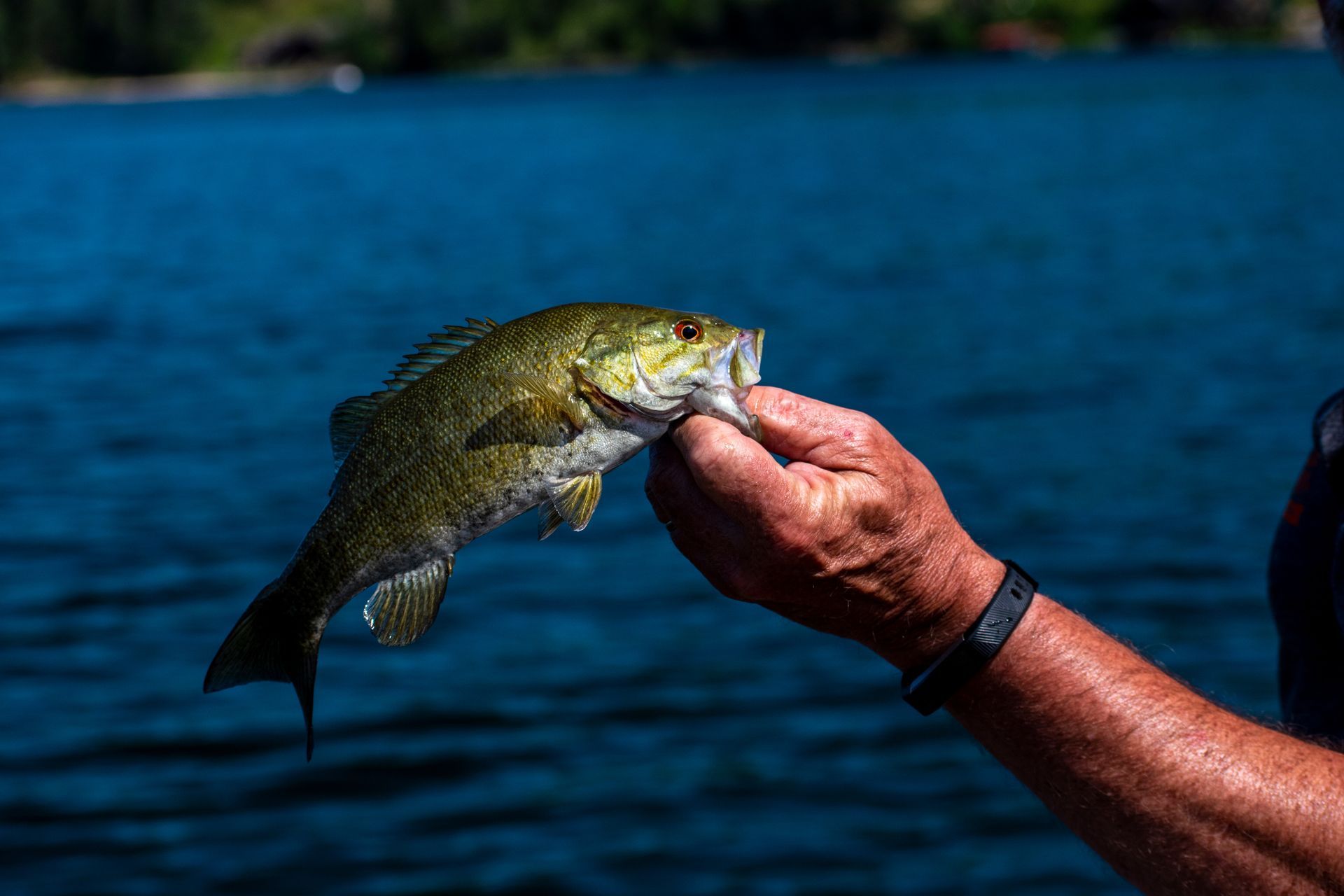 A man is holding a fish in his hand in front of a lake.