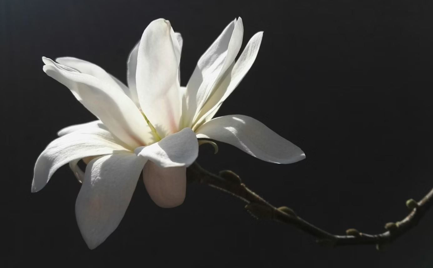 funeral homes Riverside, IL,
