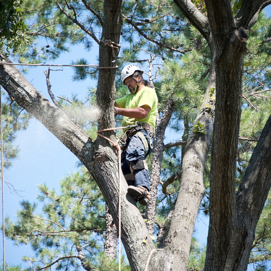 Spring Tree Health Checklist for Homeowners in Corvallis, Corvallis Tree Care LLC, Certified Arborist