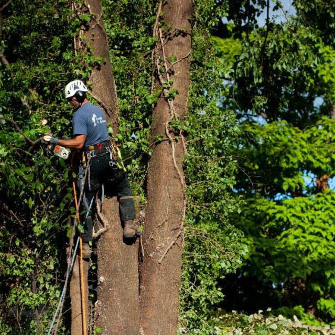 Spring Tree Health Checklist for Homeowners in Corvallis, Corvallis Tree Care LLC, Certified Arborist