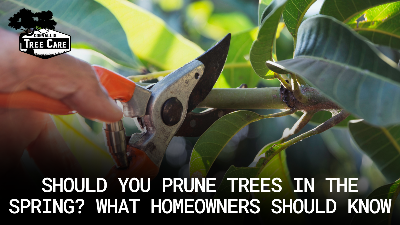 Learn when spring pruning is appropriate and when professional care is recommended. Expert tips for