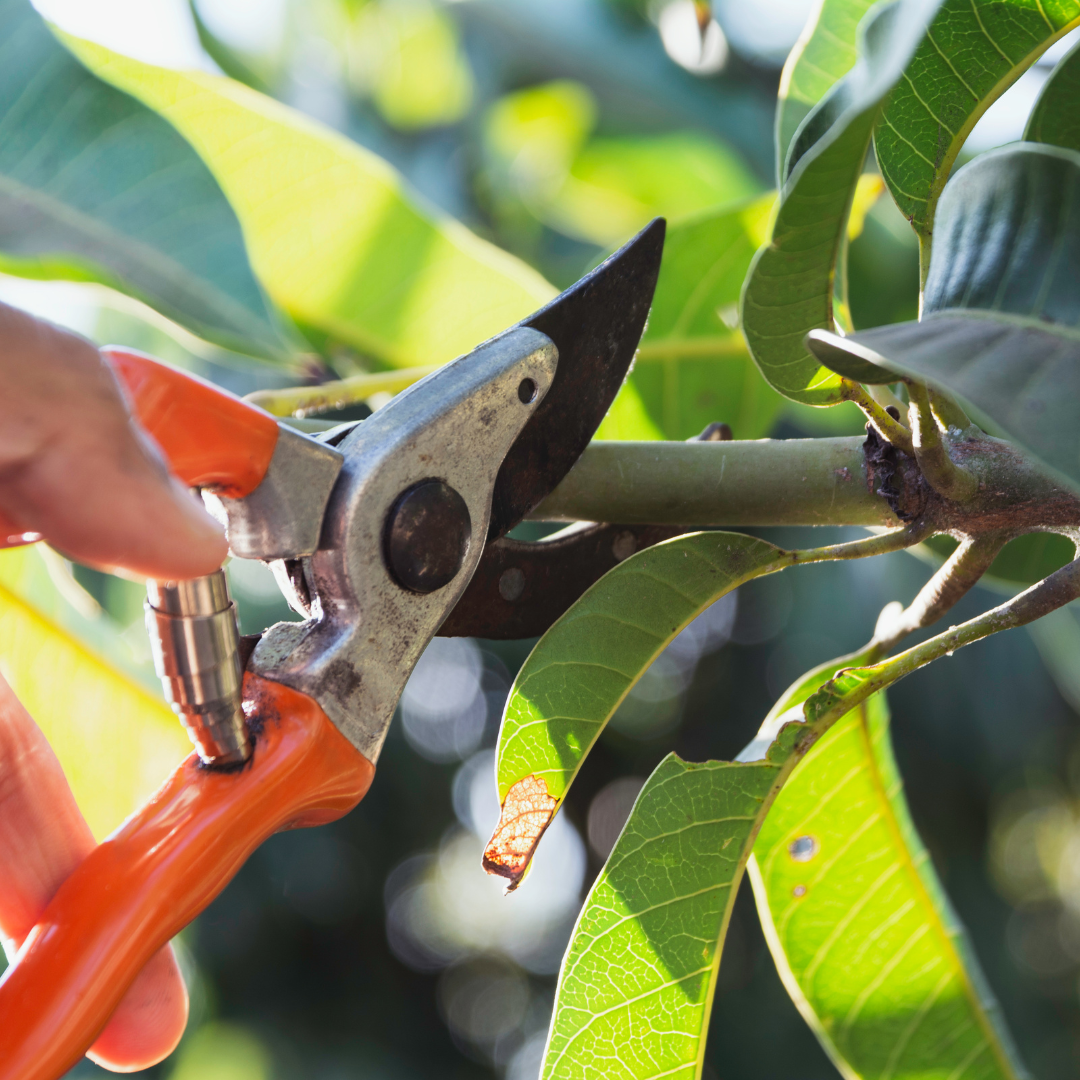 Spring Tree Health Checklist for Homeowners in  Corvallis, Corvallis Tree Care LLC,  Certified Arborist