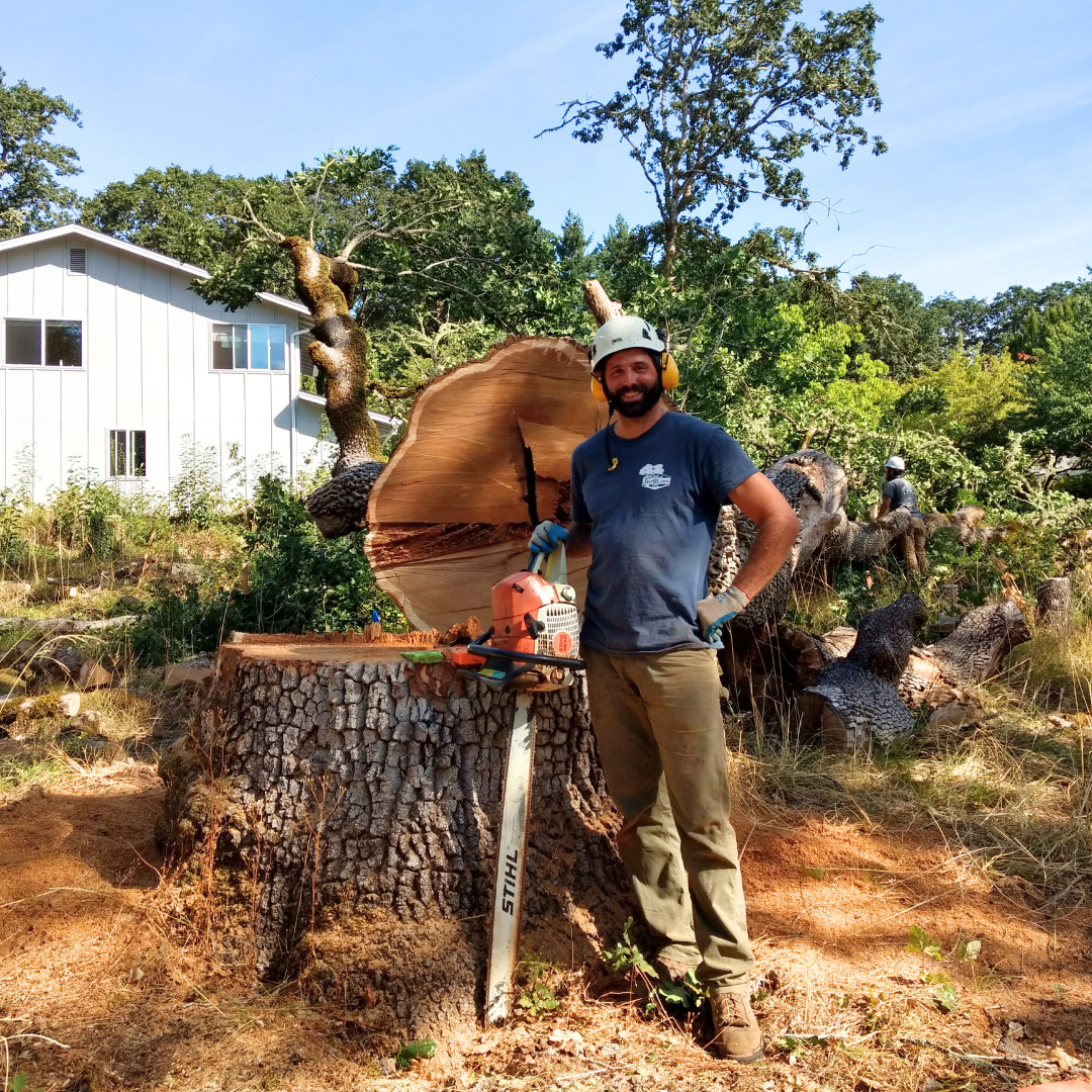 Spring Tree Health Checklist for Homeowners in Corvallis, Corvallis Tree Care LLC, Certified Arborist