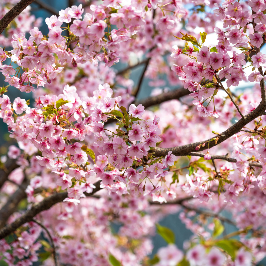 Spring Tree Health Checklist for Homeowners in Corvallis, Oregon