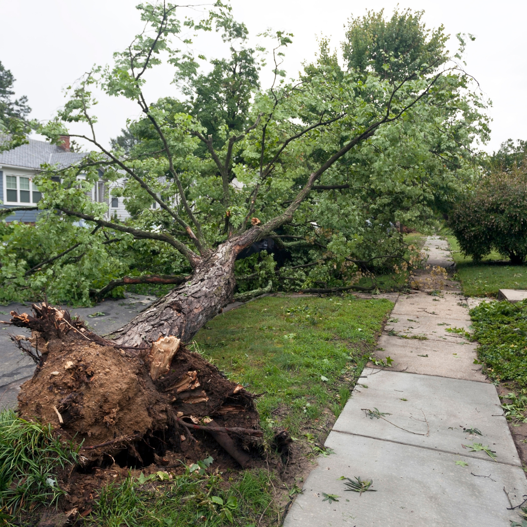 How to Prepare Your Trees for Oregon’s Storms