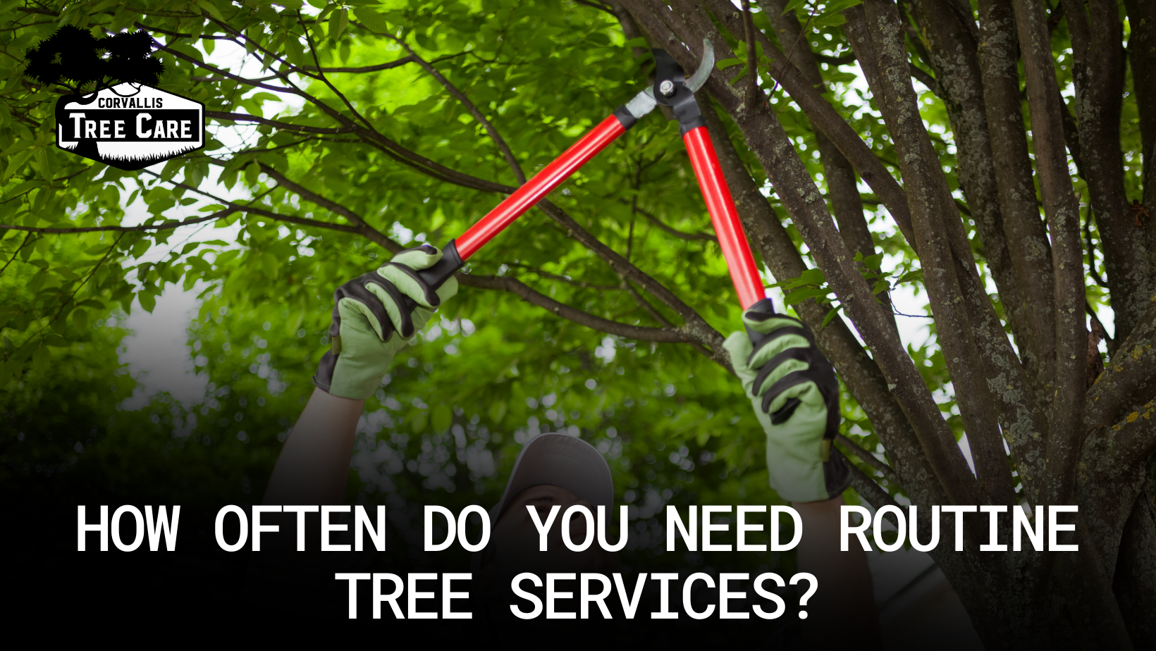 How Often Do You Need Routine Tree Services? Corvallis Tree Care