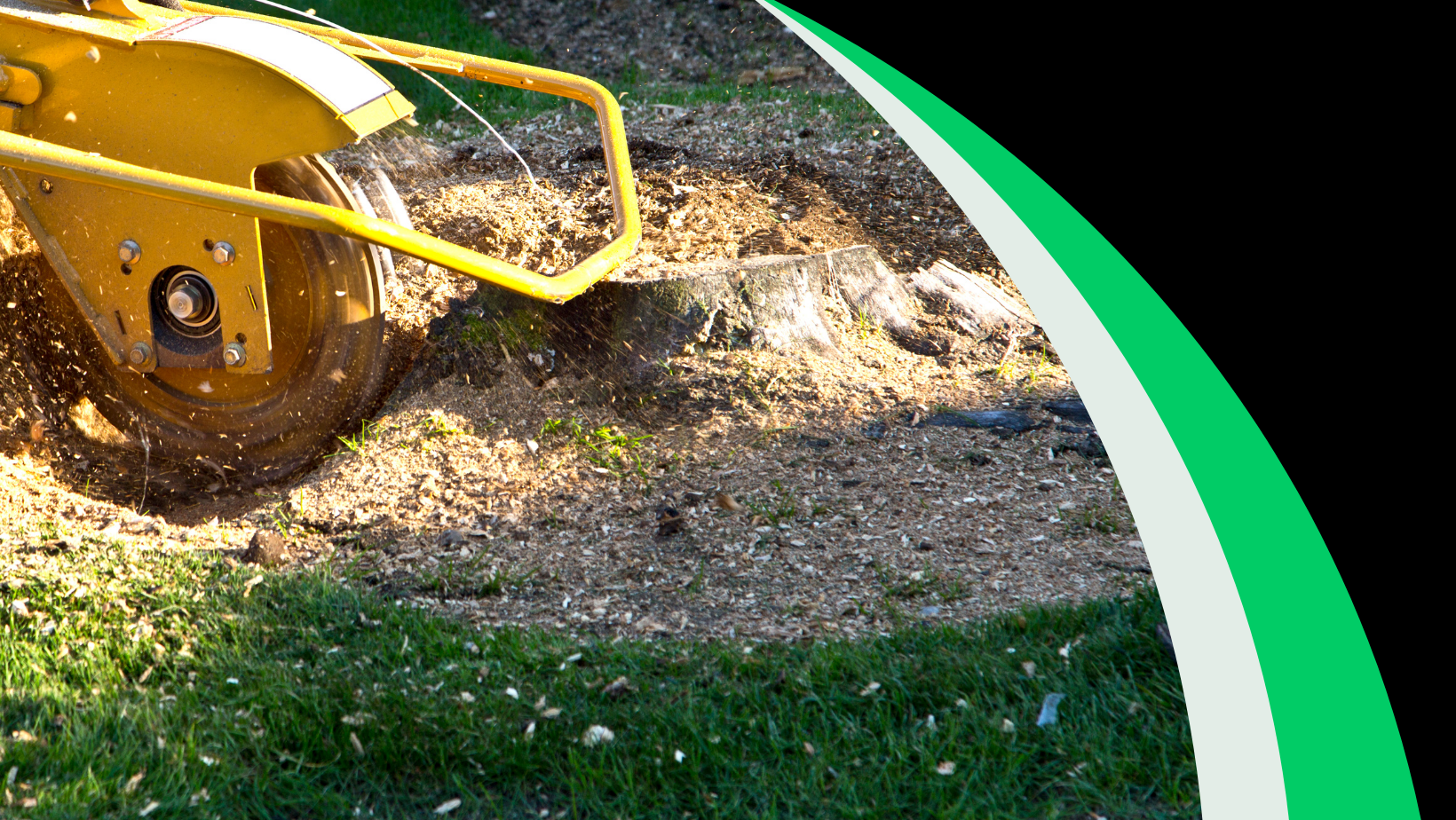 Tree Stump Removal Services | Corvallis Tree Care