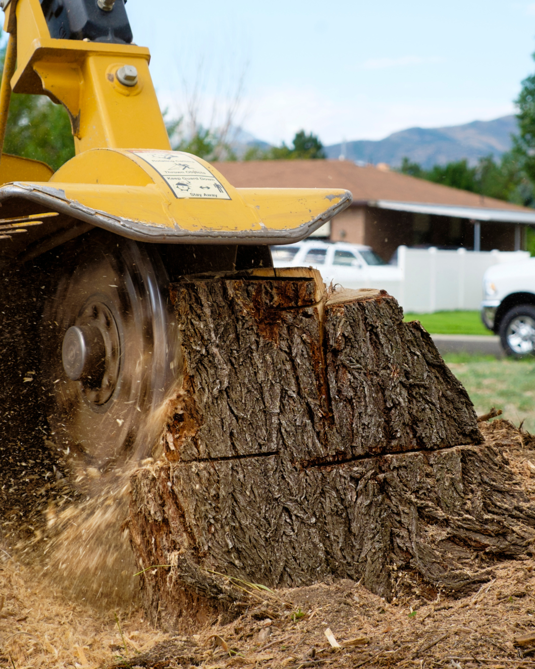 Tree Stump Removal Services | Corvallis Tree Care
