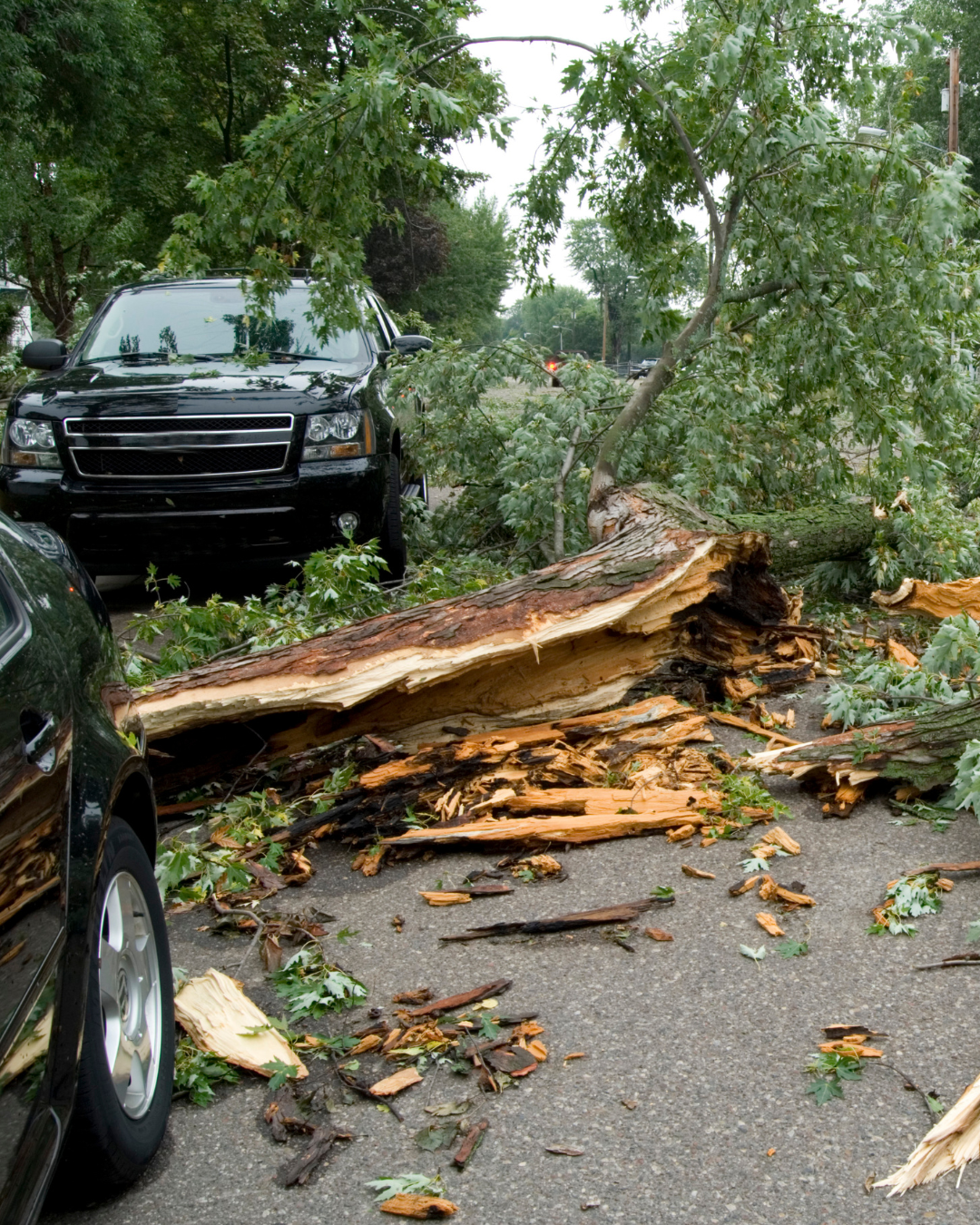 Storm Readiness Tree Services | Corvallis Tree Care