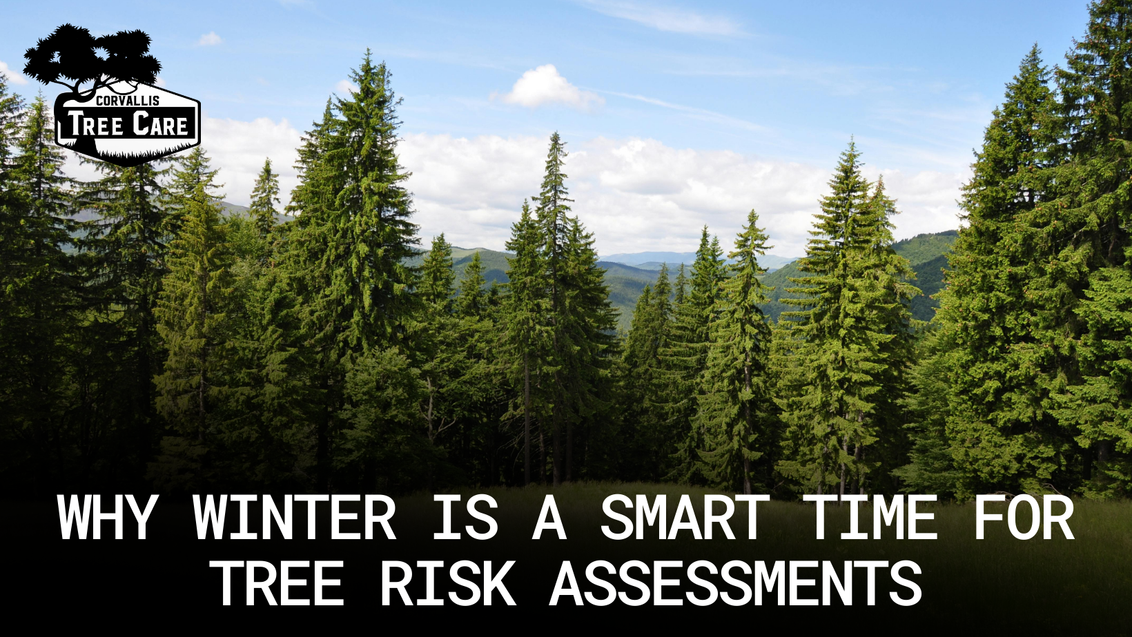 Winter Tree Risk Assessments in Corvallis | Arborist Guide