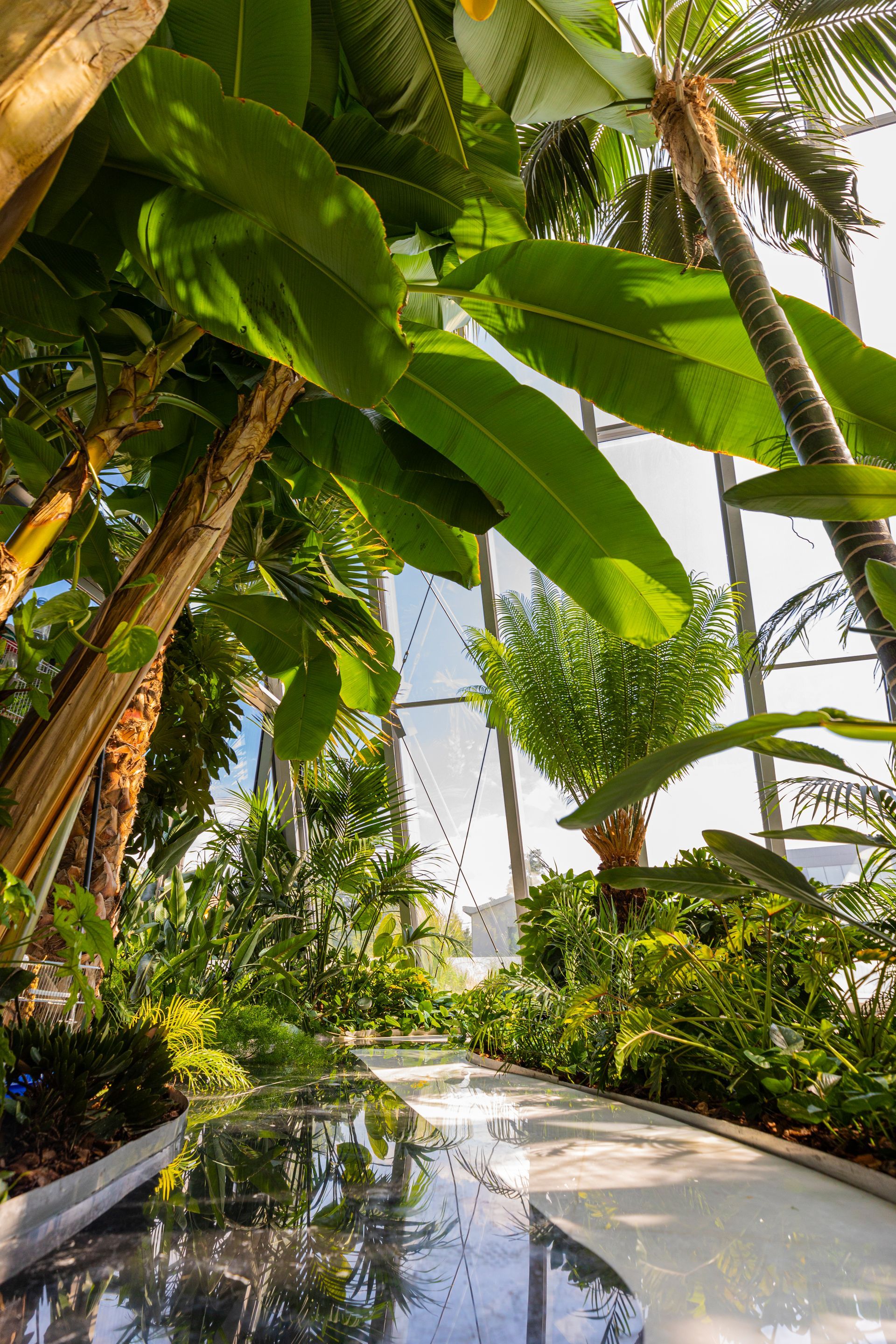 Lush green tropical plants growing inside a sunny greenhouse, reflecting in a water feature pathway.