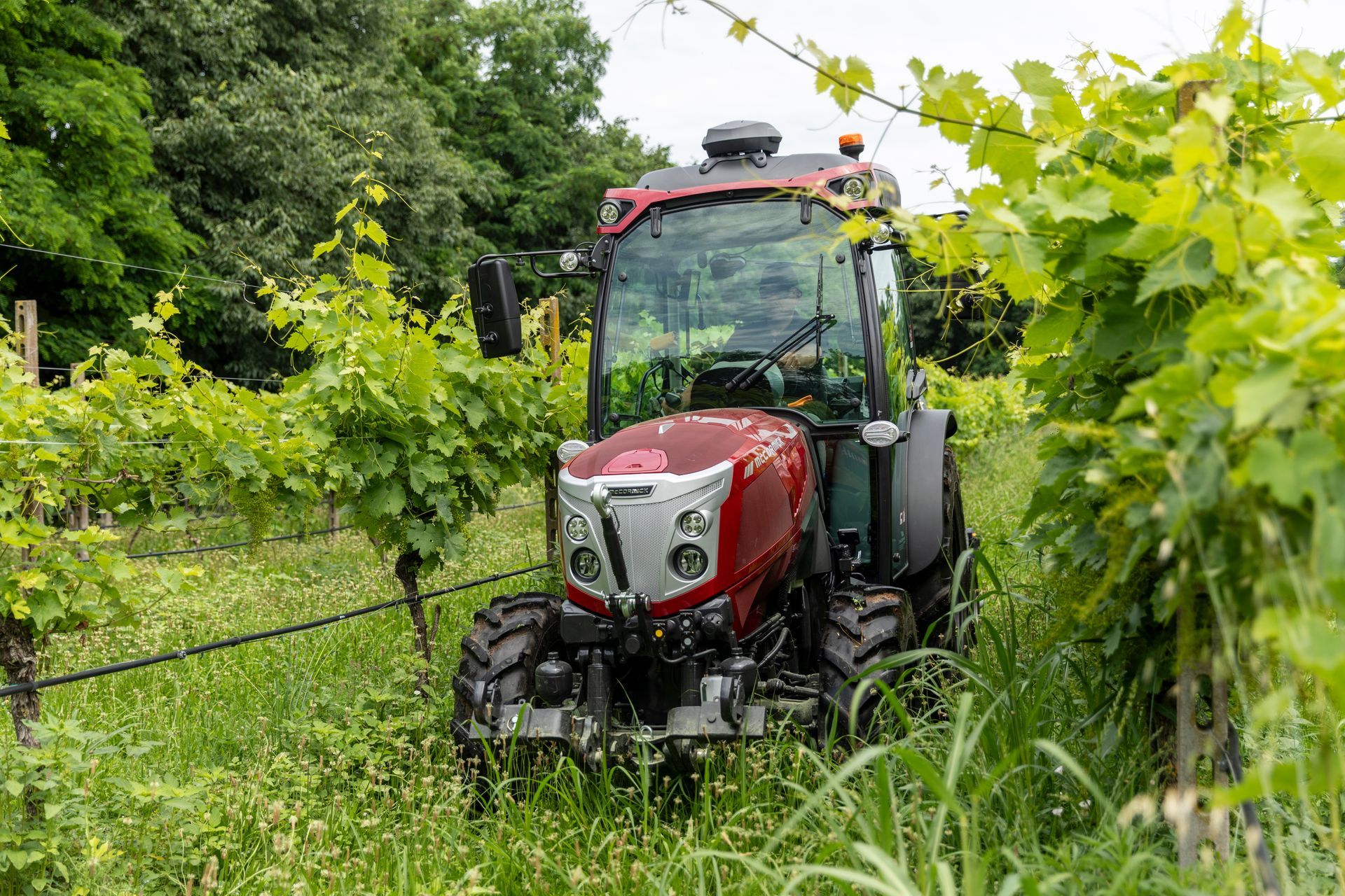 Red tractor working in a vineyard, surrounded by green grapevines and foliage.