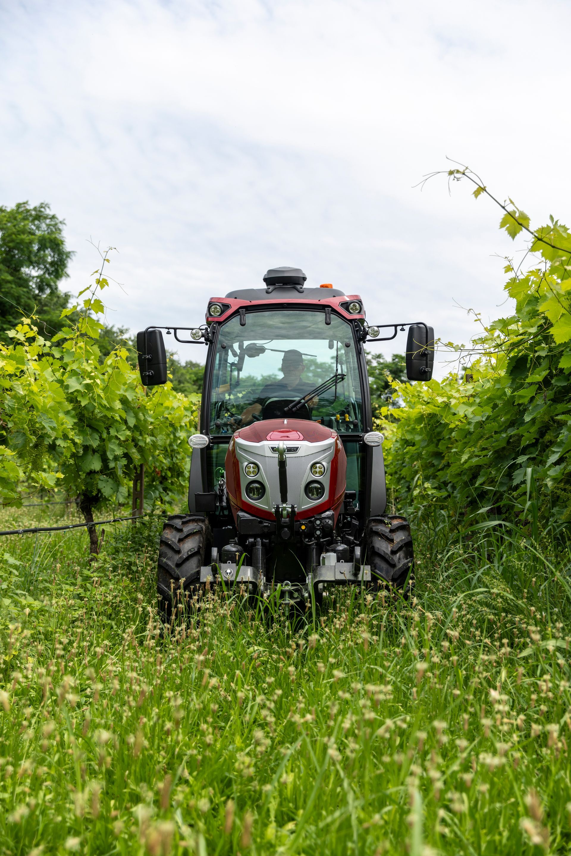 Red and white tractor driving between rows of grape vines in a vineyard, sunny day.