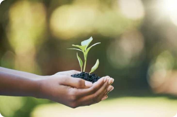 Uma pessoa está segurando uma pequena planta nas mãos.