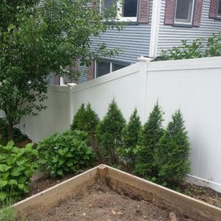 Garden bed with small evergreens next to a white vinyl fence and a house.