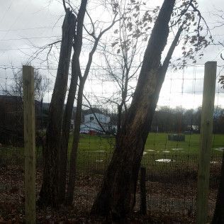 Trees and fence in front of a house, field and cloudy sky.
