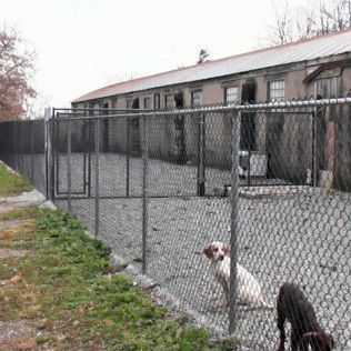Two dogs in outdoor kennel at a building. One dog is white and brown, other is black.