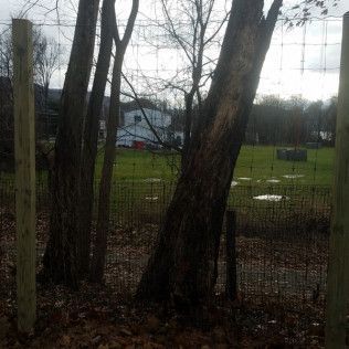 Trees behind a wire fence, with a house and field visible in the distance. Overcast day.