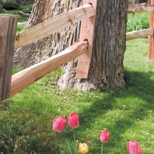 Split rail fence built around a tree, with red tulips in foreground.