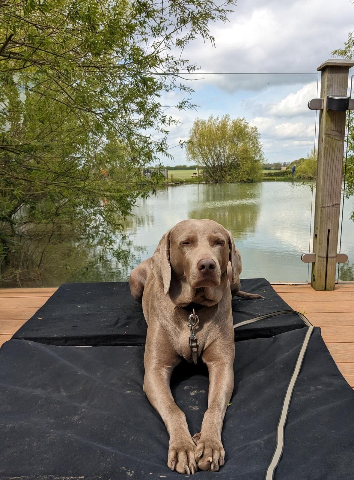 Up to 2 dogs are welcome in the Nest