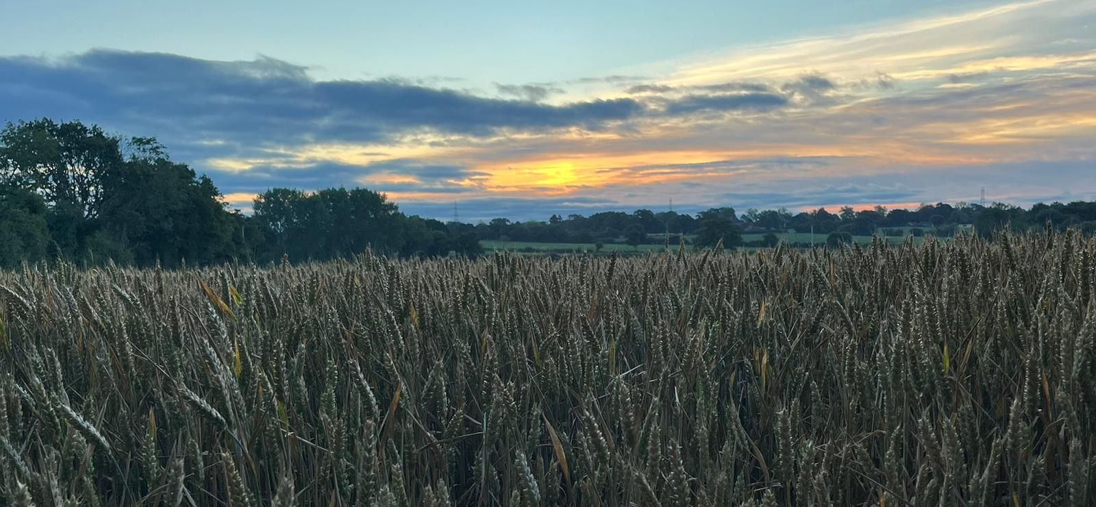 Wheatfields - Wheathill walks