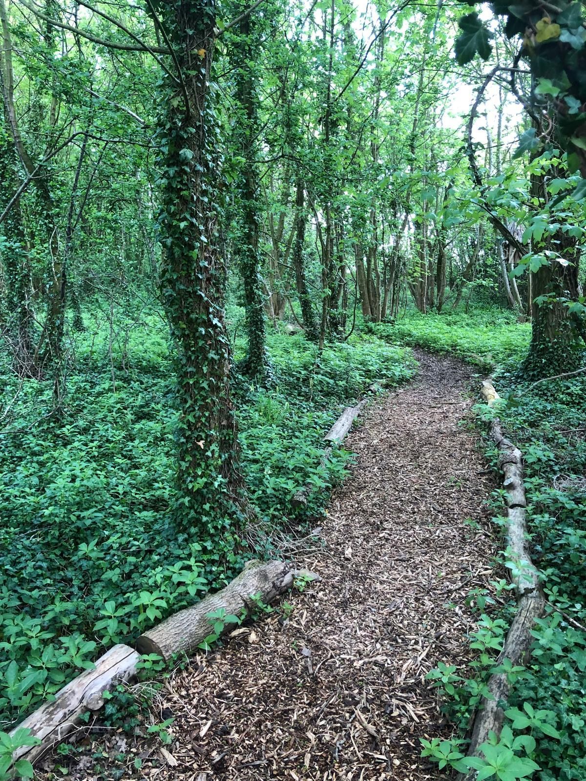 Wooded area - start of endless nature walks