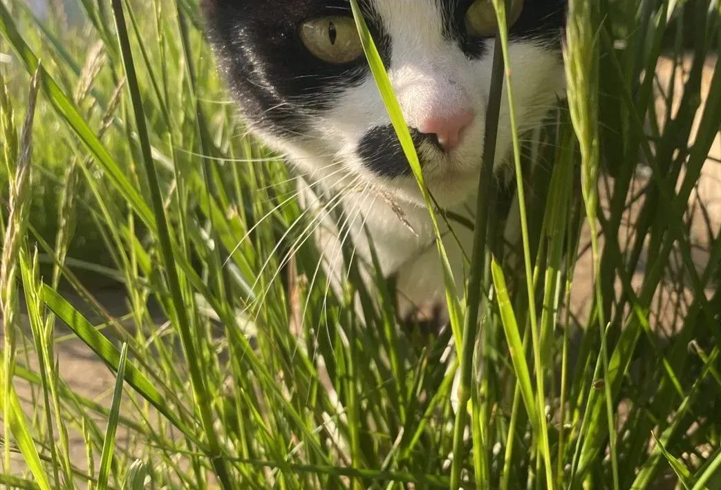 Savvy the farm cat