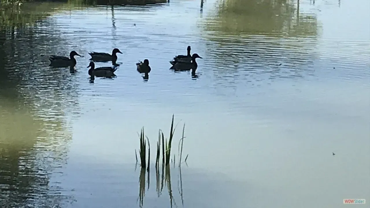 Ducks on the lake