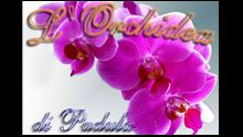 L'orchidea Padula