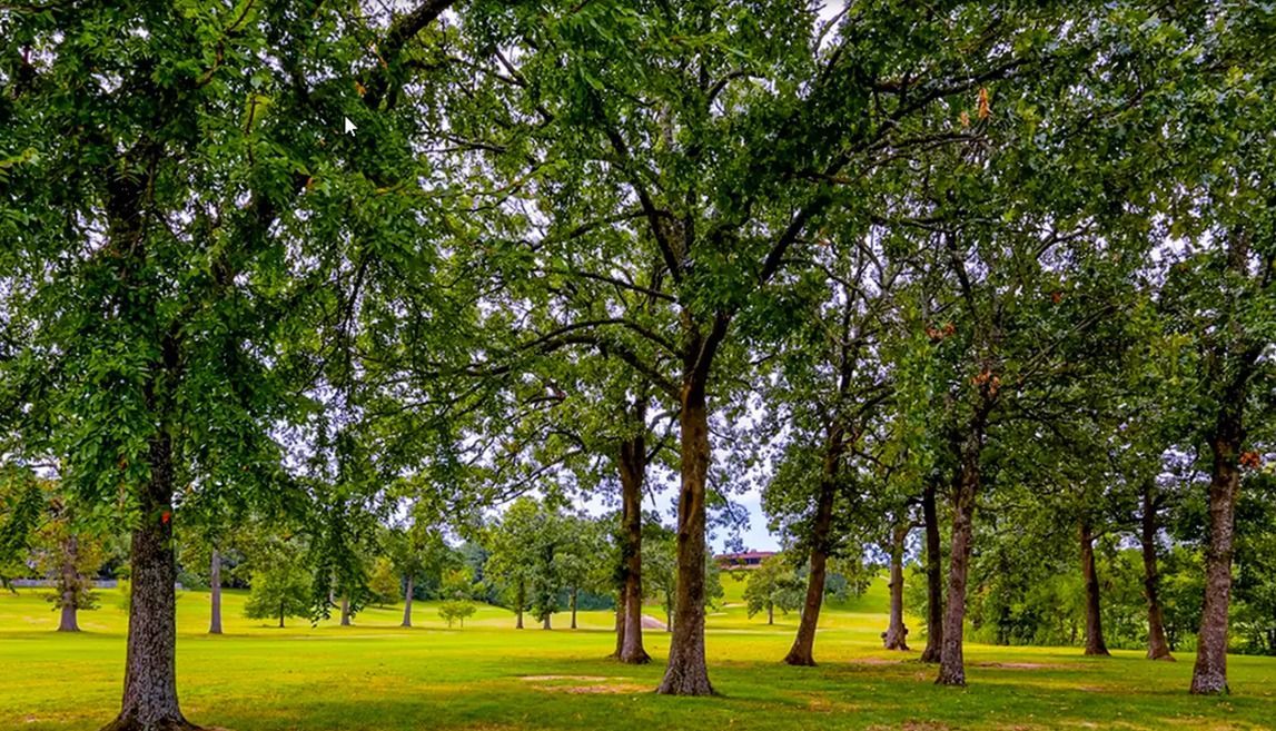 a row of trees in a park with lots of green leaves .