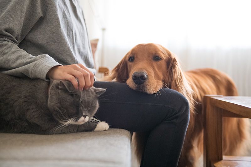 Cat and Dog with owner in home