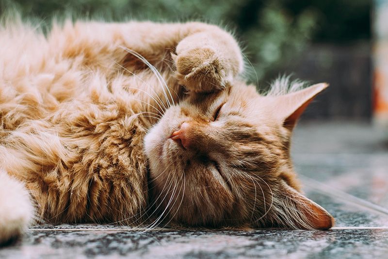 Cat laying down on cement with paw in face