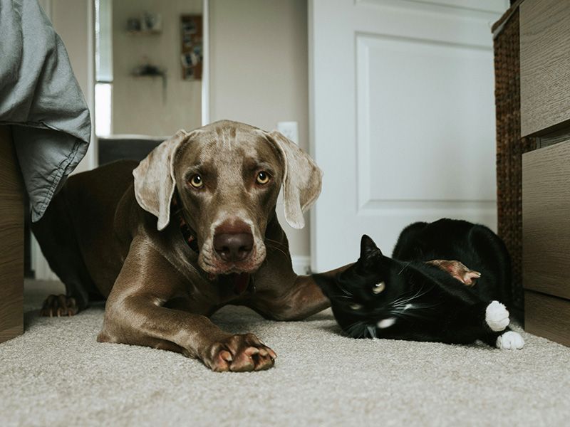 Dog and cat laying on the floor in home