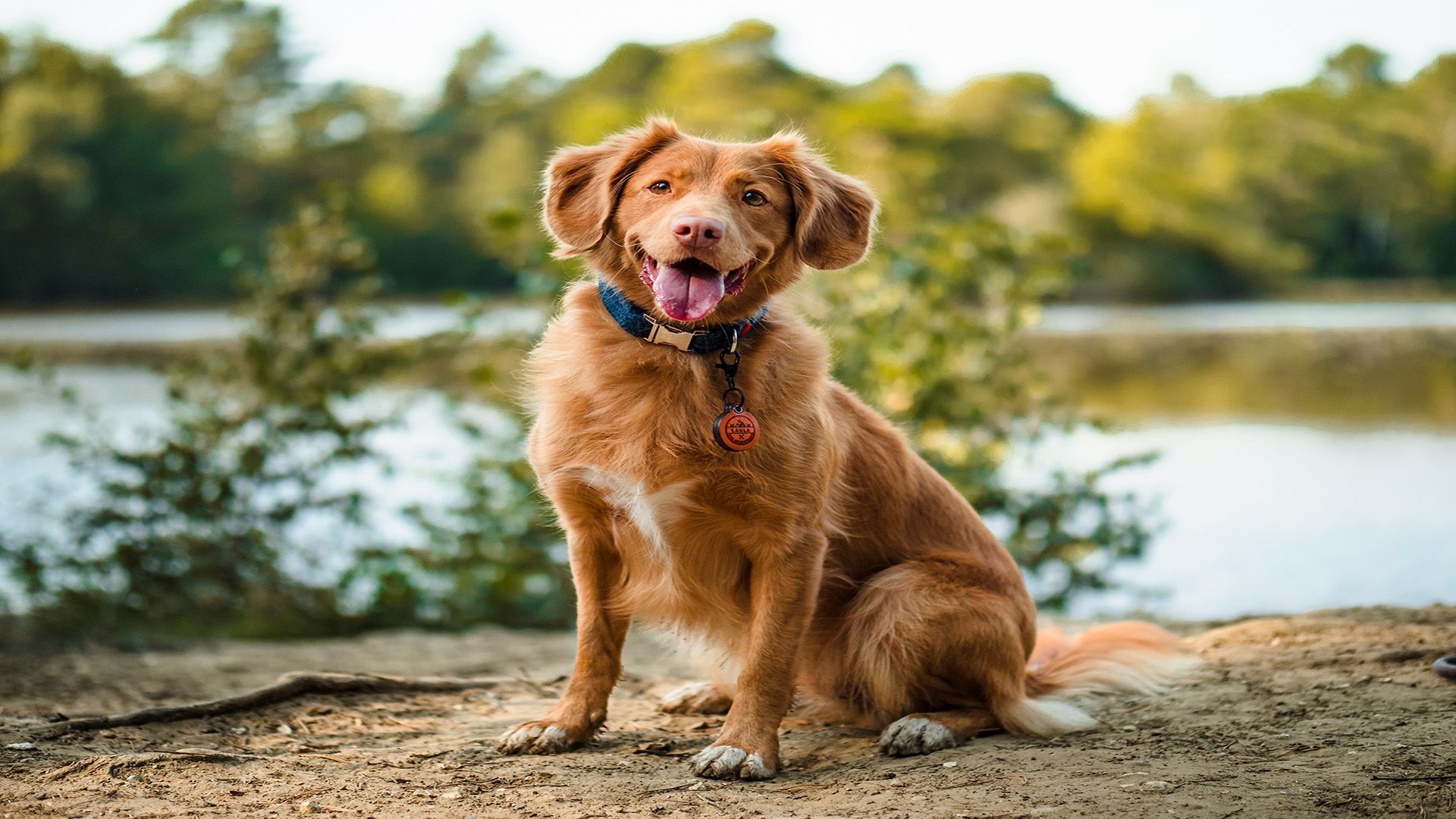 Dog sitting on ground by water and trees