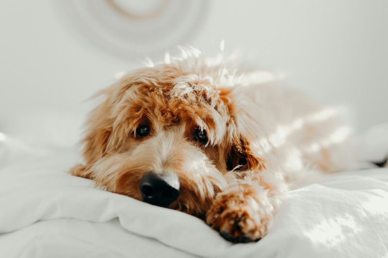 Golden doodle laying on white sheets