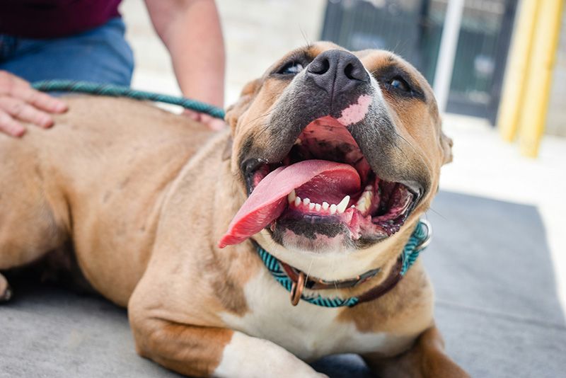 Pitbull dog laying down