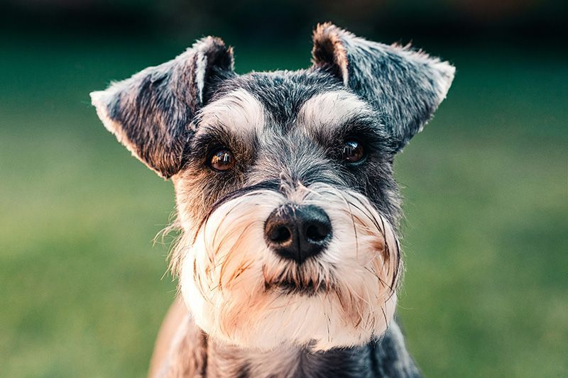 Schnauzer Dog sitting