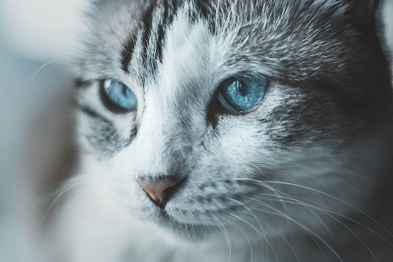 Up close cat with bright blue eyes