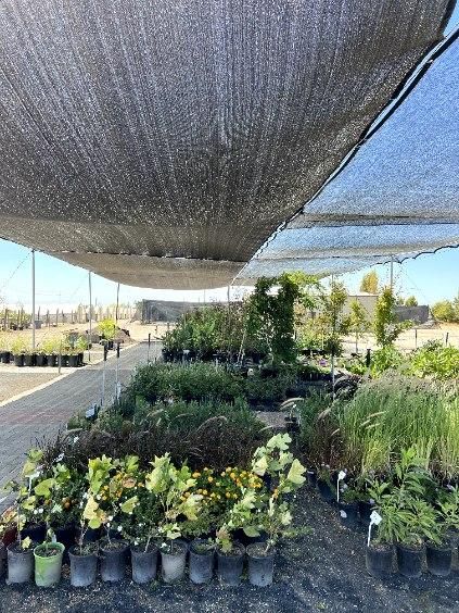 Rows of potted plants under black shade cloth at a nursery.