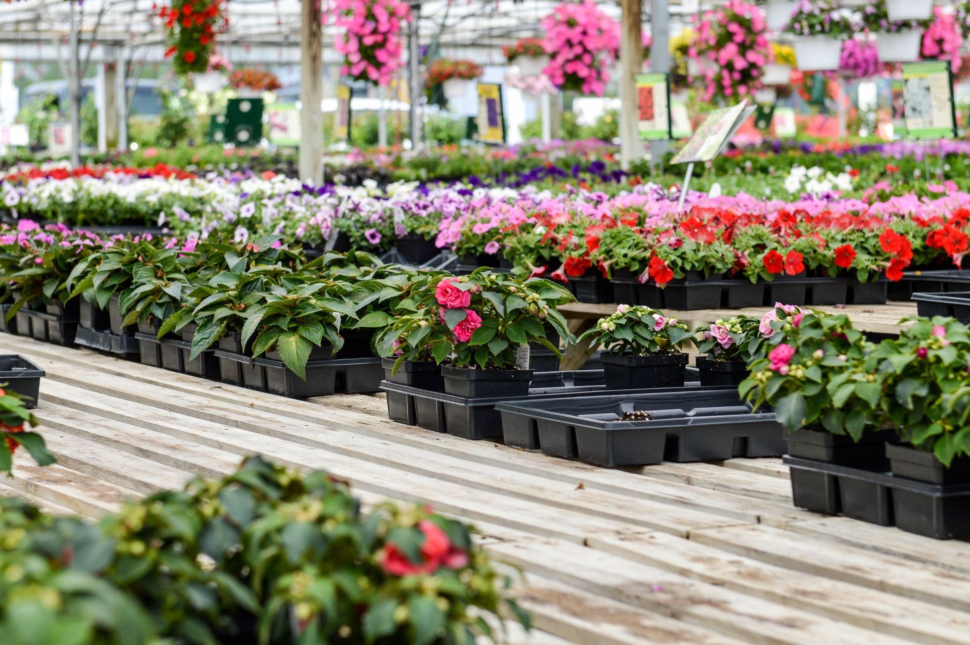 Row of flowers in a greenhouse, showcasing tree nursery services for healthy, vibrant plants.