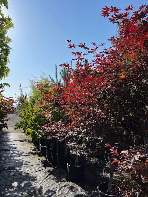 Rows of potted trees with vibrant red leaves under a bright blue sky.