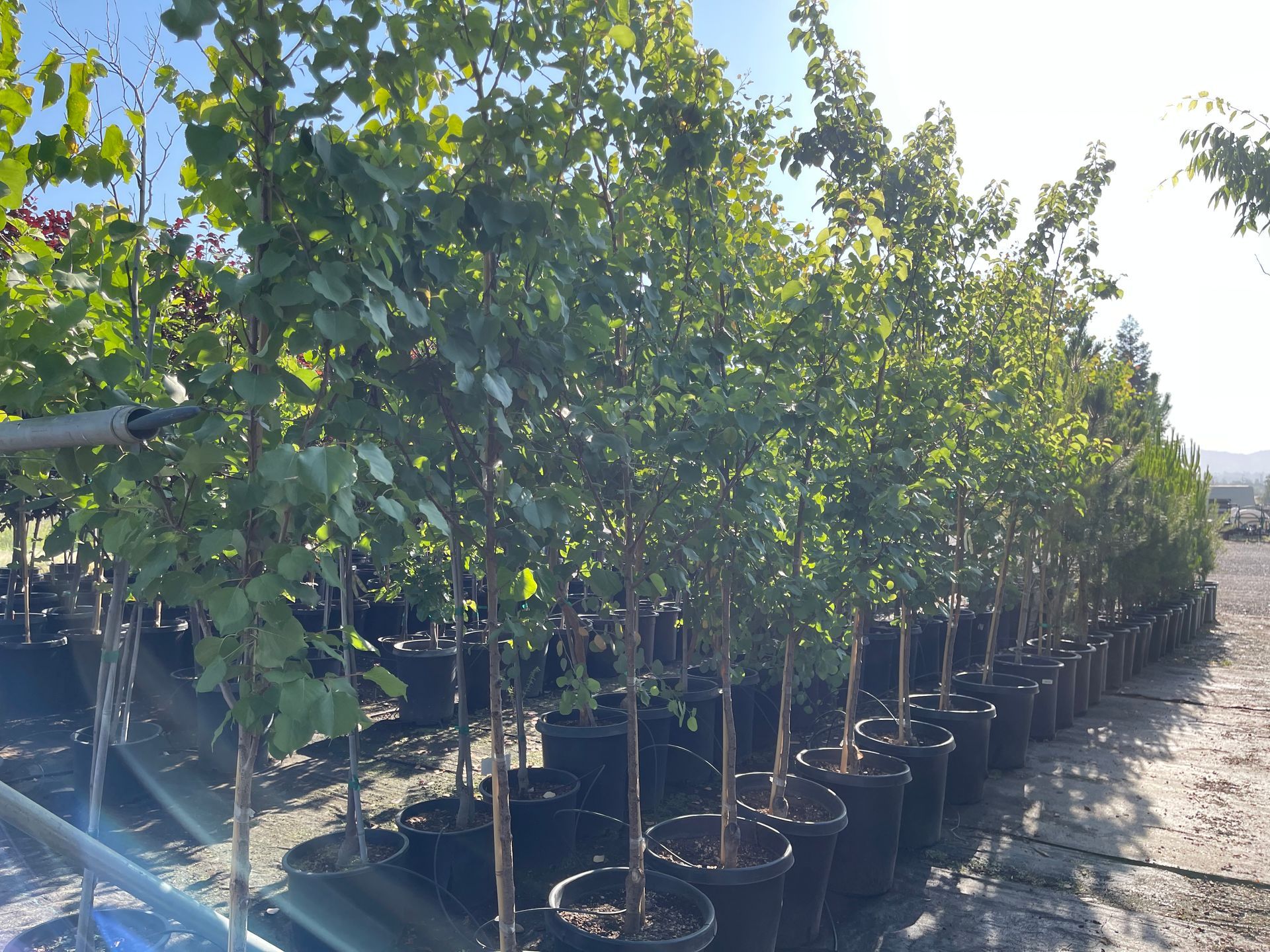 Row of potted trees at a nursery, green leaves, brown trunks, sunny outdoor setting.